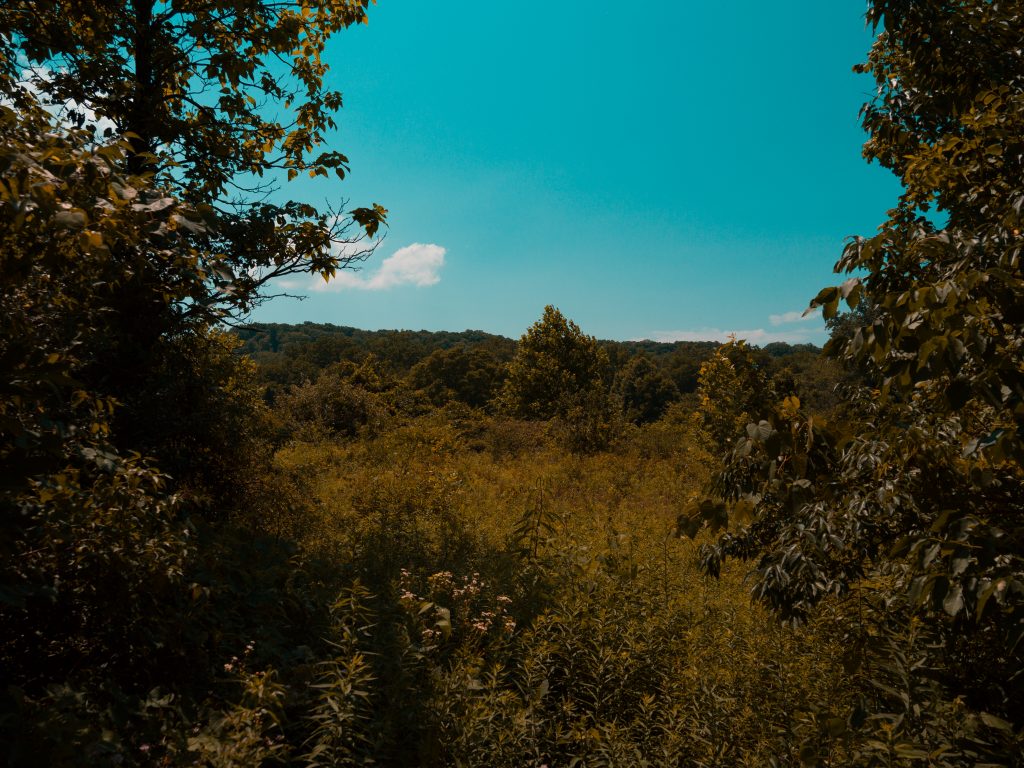 Peering through the trees at a restored meadow on my way back to the car.